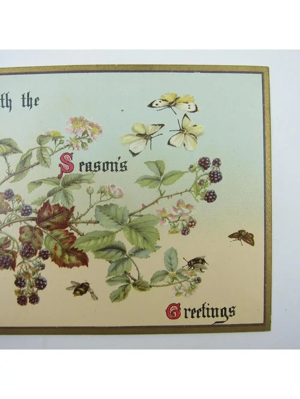 Victorian Greeting Card Raphael Tuck Flowers Blackberries Butterfly Bee Antique